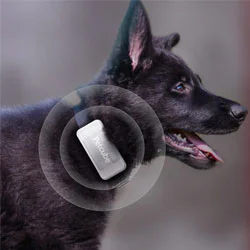 Petcube GPS Tracker Review for Dog