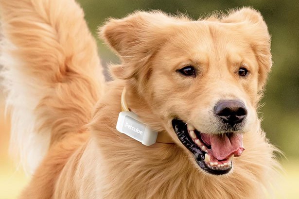 Petcube GPS Tracker review